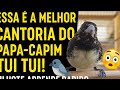 ESSA É A MELHOR CANTORIA DO PAPA-CAPIM TUI TUI! Filhote aprende rápido 😱🐦