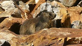 Alpenmarmot