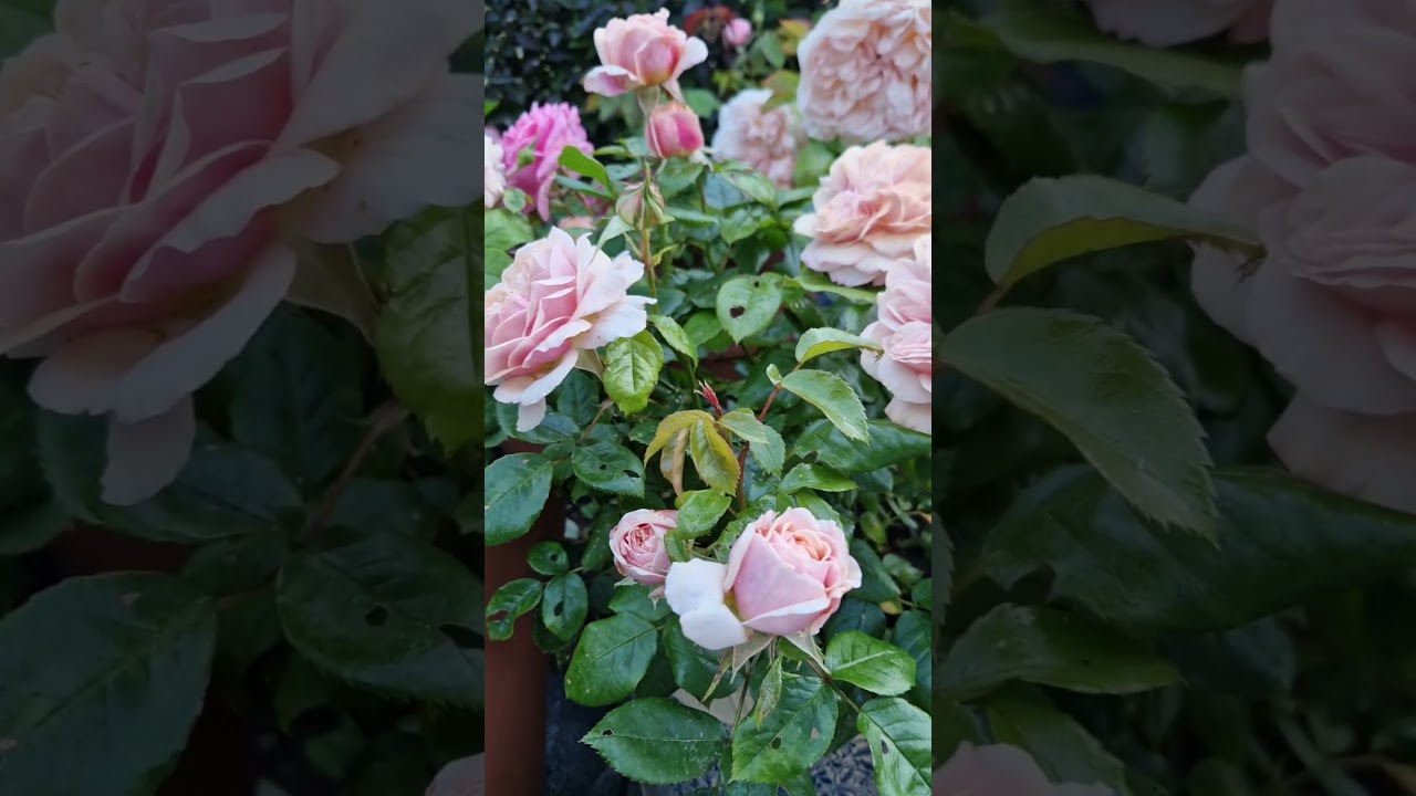 Garden of Roses by Kordes, in a pot, Summer 2024