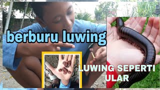 ih gak serem. kaki seribu luwing banyak di halaman rumah
