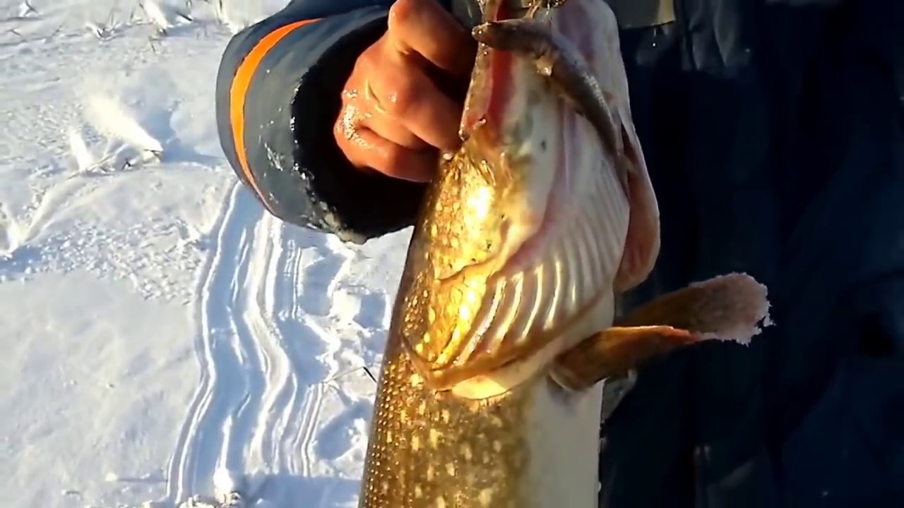 Видео большой рыбалки