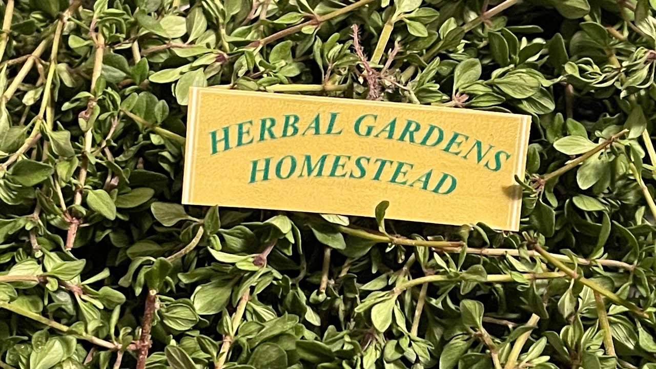 Let’s Dehydrate Some Herbs YouTube