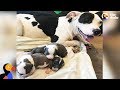 Dog Mom Rescues Orphaned Puppies Found In A Box | The Dodo