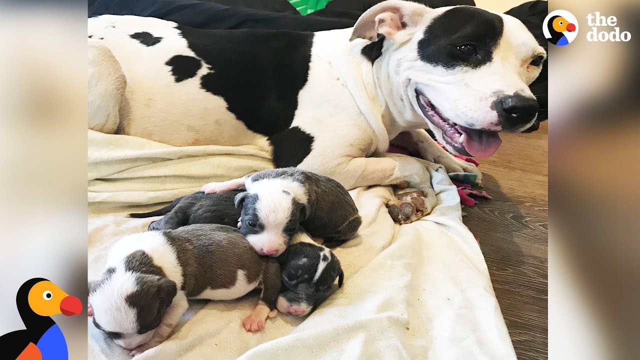 Dog Mom Rescues Orphaned Puppies Found In A Box | The Dodo - YouTube