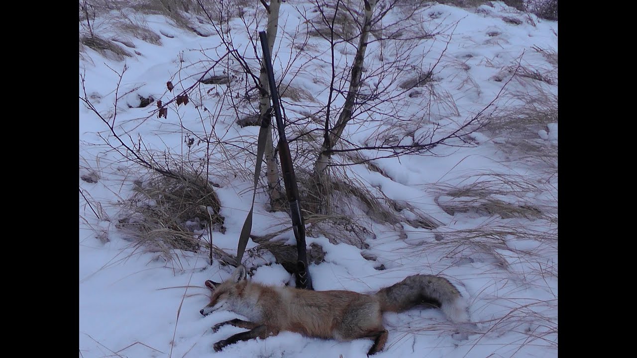 Видео охота лис. Капканный промысел Пушного зверя. Охота на лисицу на приваде.