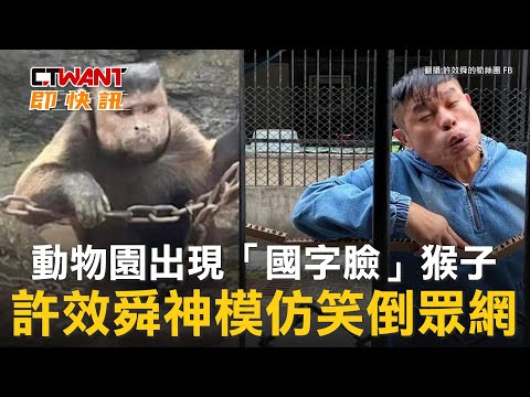 CTWANT 娛樂新聞 / 動物園出現「國字臉」猴子　許效舜神模仿笑倒眾網
