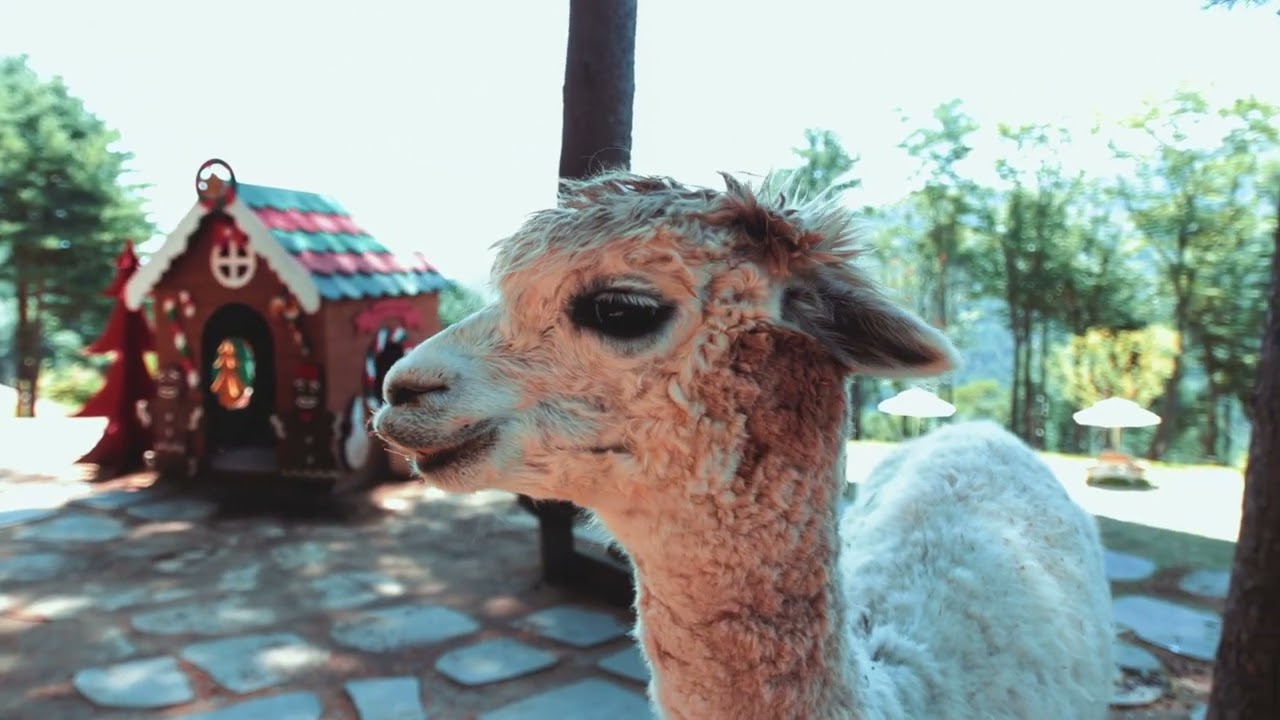 [PointFOOTAGE] Animals - Camels - Lama Alpaca white playground - CU - 4716380
