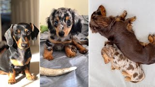 Funniest Dachshund Wiener Dog Compilation 2024 | Funny Pet Videos