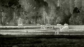 ZEISS DTI 3/25 ~ Montana Elk