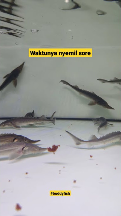Makan-makan... @Buddyfish Channel