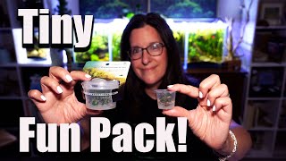 Why You Absolutely Can’t Lose Buying These TINY Aquatic Plants!