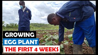 Vegetable Farming in Zambia: How We Transplant and Grow EggPlant (Weeks 14)