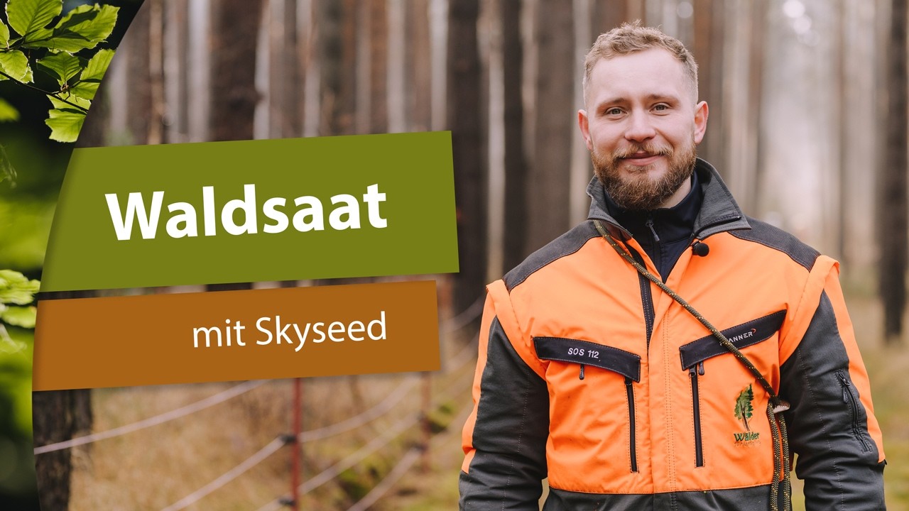 Waldumbau durch Saat #waldsaat #wald #brandenburg #biodiversität #waldderzukunft