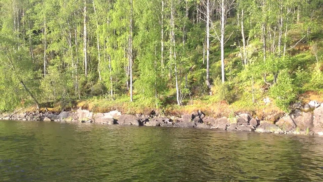 Лось на Сегозере