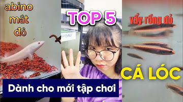 TOP 5 dòng CÁ LÓC người mới chơi phải biết !? (p2) #suncuong