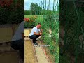 Tomato flowers drop and fruit doesn't set after blooming  What should you
