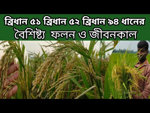 ভিডিও: বয়সেনবেরি: চাষ এবং প্রয়োগের বৈশিষ্ট্য