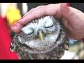 Cute Animals Cuddling - A Cute Animal Videos Compilation 2015