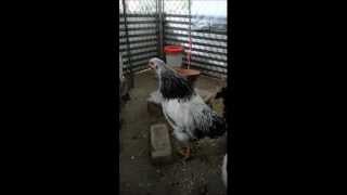 Celebrity Rooster first crow Profile