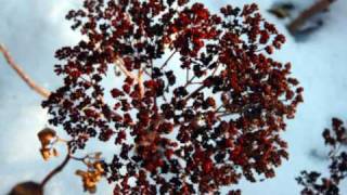 Schubert - String Quintet in C Major, 1st mov. Part 1/2 Pražák String Quartet & M. Fukačová