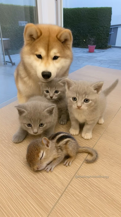 A Dog, Three Kittens, and a Chipmunk… The Cutest Family Ever!