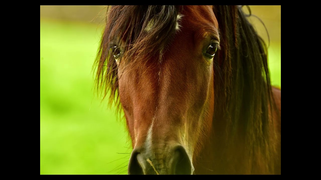 The year of The Horse