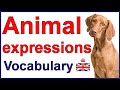 Animal expressions  english vocabulary lesson