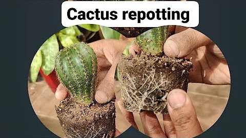 Cactus repotting 🌵| Echinopsis tubiflora #echinopsis #cactus - DayDayNews