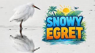 Snowy Egret