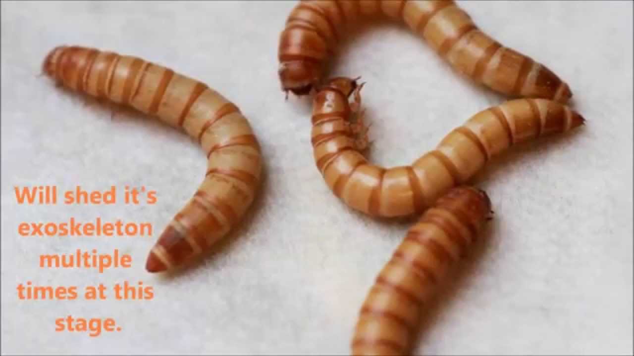 do mealworms like light or dark