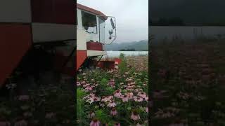 Echinacea Harvesting at Jiaherb Farm