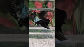 Kenalkan Ikan Betta Halfmoon Black Samurai Kami Yang Cantik  shorts