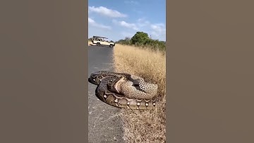 Will the leopard be swallowed by the python, or manage to escape?🐆🐍❓#leopard #python #danger #rescue