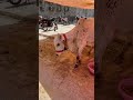 Mashallah new cow #subscribe #viral #animals #cow #youtube #foryou