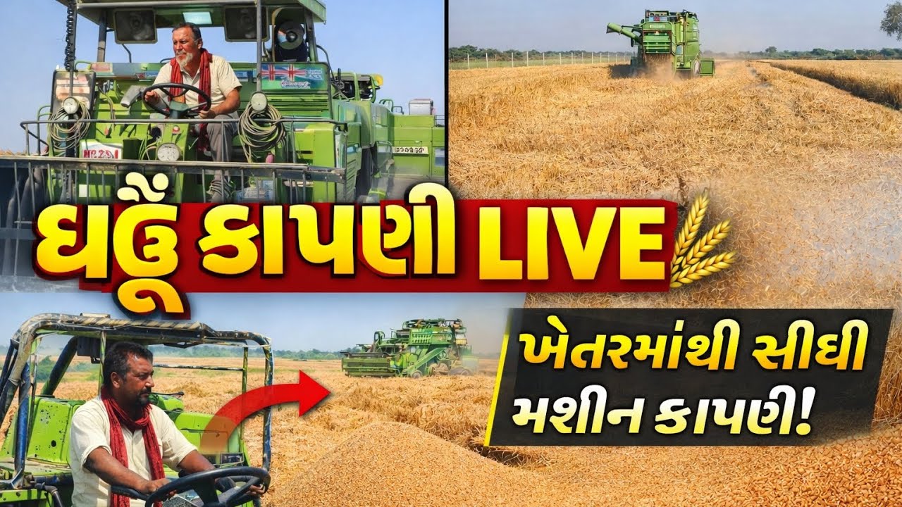 🌾આપણે ઘઉંનું હાઈવે સ્ટીમ કર્યું છે વિડીયો આખો🌾 જોજો#dmvlog #viral #viralvideo #gujarativlogs #kheti 