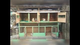 kandang ayam serama bagus berkualitas tinggi di reban Abul barokat farm.