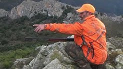 La Chasse du SANGLIER en Haute CORSE