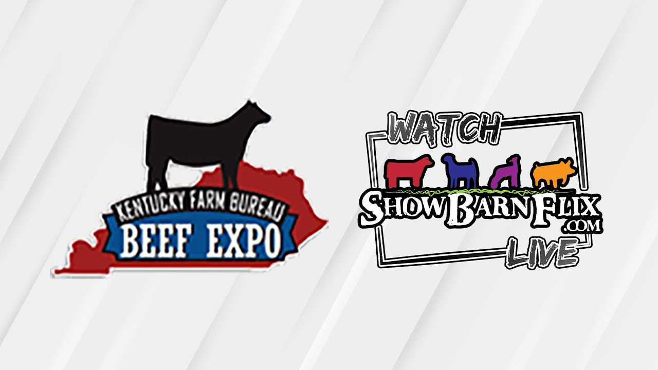 Jr. Heifer Show Kentucky Beef Expo 2024 YouTube
