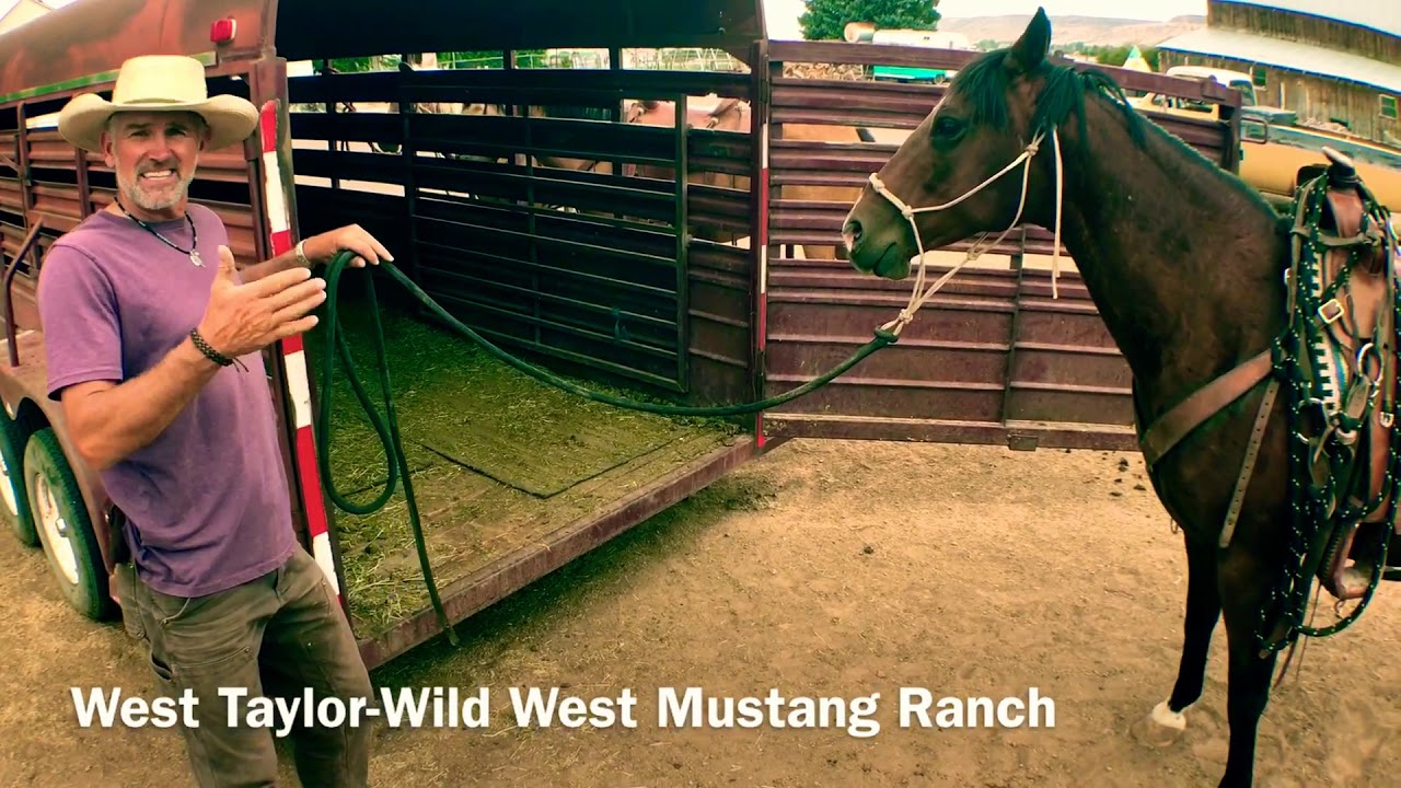 Training Horse Trailer Loading Teaching A Nervous Horse How To Trailer Load With Calm Curiosity