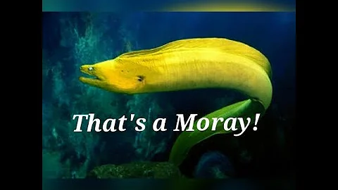 That's A Moray (parody of Dean Martin's "That's Am...
