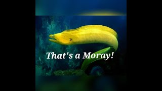 Video-Miniaturansicht von „That's A Moray (parody of Dean Martin's "That's Amore")“