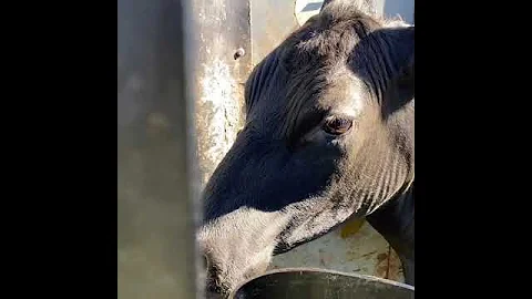 2 Person Portable Cattle Handling System