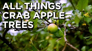 Everything You Need To Know About Crab Apples!