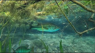 Snorkeling Rainbow River Florida 2023 by Uniq Perspektive 58 views 8 months ago 2 minutes, 11 seconds