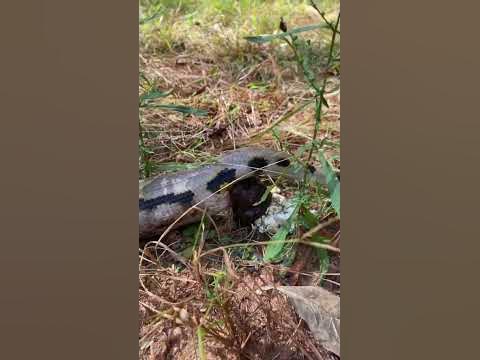 Giant reticulated python snake has a leak! #snake #poop - YouTube