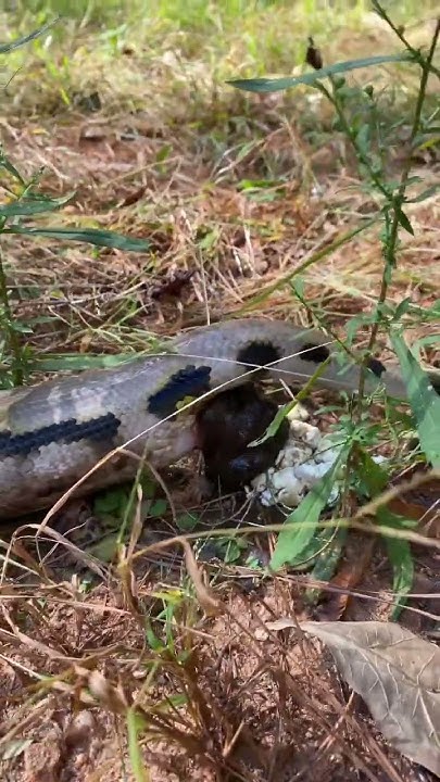 Giant reticulated python snake has a leak! #snake #poop - YouTube