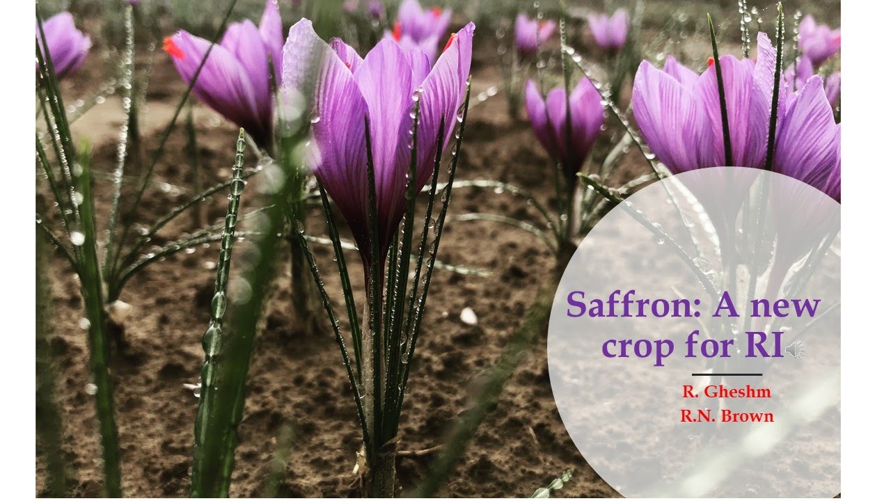 Saffron Rhodes Saffron: A New Crop for Rhode Island - YouTube