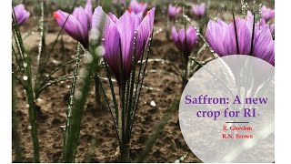 Saffron: A New Crop for Rhode Island