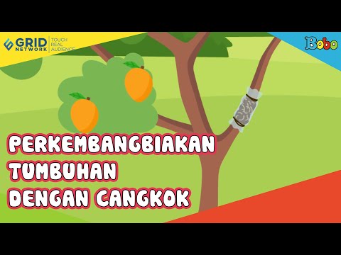 Video: Cara Membiak Tumbuhan – Pembiakan Tumbuhan Untuk Pemula