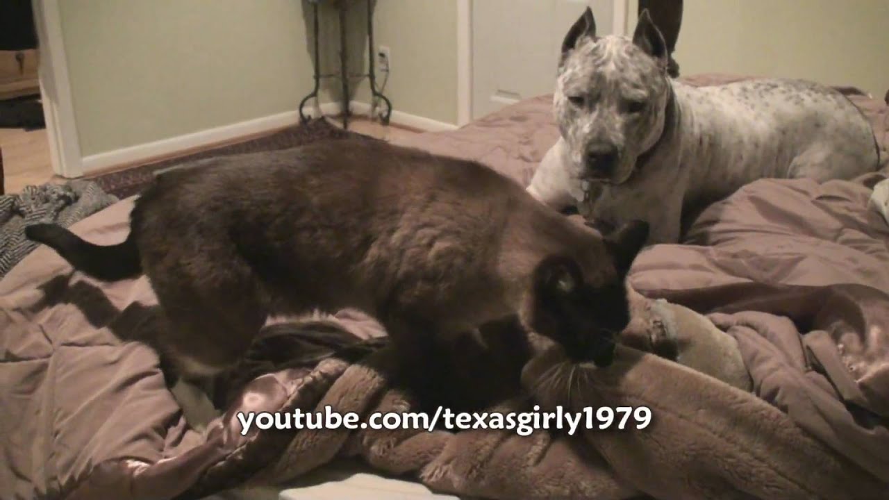 Cat Massaging a Blanket. MaxArthur and pit bull Sharky YouTube